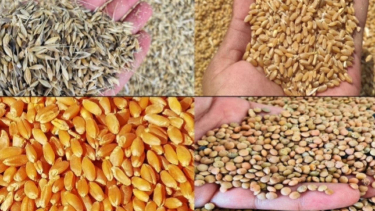 Gaziantep Ticaret Borsası 25 Eylül Pazartesi 2023 Mercimek, Arpa, Mısır ve Buğday Fiyatlarını Açıkladı. Gaziantep'te arpa, mercimek ve Ekmeklik Buğday'ın fiyatı ne kadar?