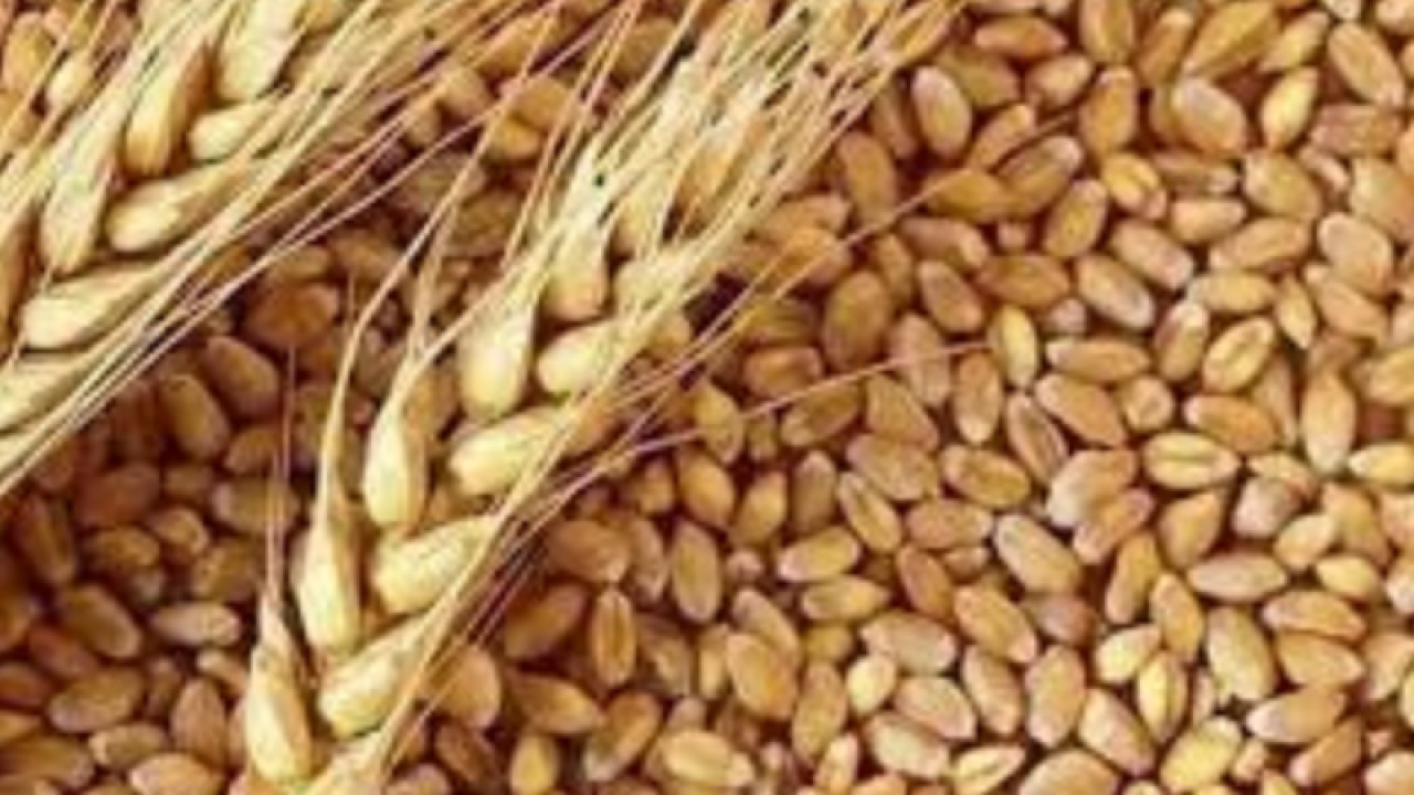 Gaziantep Ticaret Borsası 29 Eylül Cuma 2023 Mercimek, Arpa, Mısır ve Buğday Fiyatlarını Açıkladı. Gaziantep'te arpa, mısır ve Ekmeklik Buğday'ın fiyatı ne kadar?