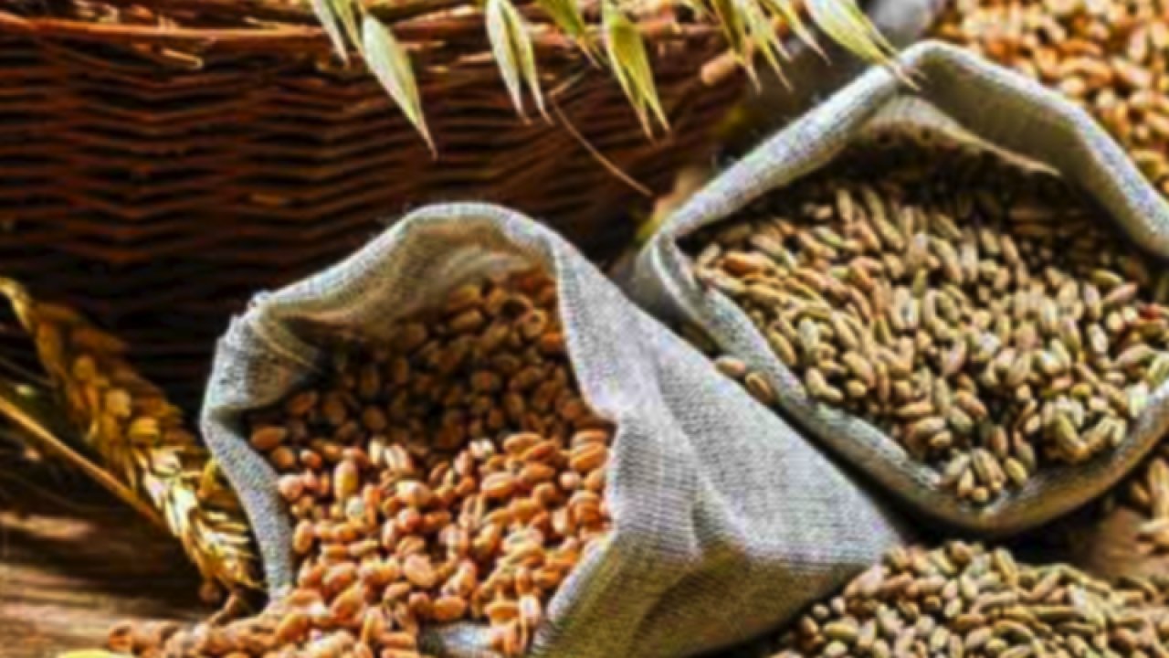 Gaziantep Ticaret Borsası 18 Ekim Salı 2023 Mercimek, Arpa, Mısır ve Buğday Fiyatlarını Açıkladı. Gaziantep'te arpa, mısır ve Ekmeklik Buğday'ın fiyatı ne kadar?