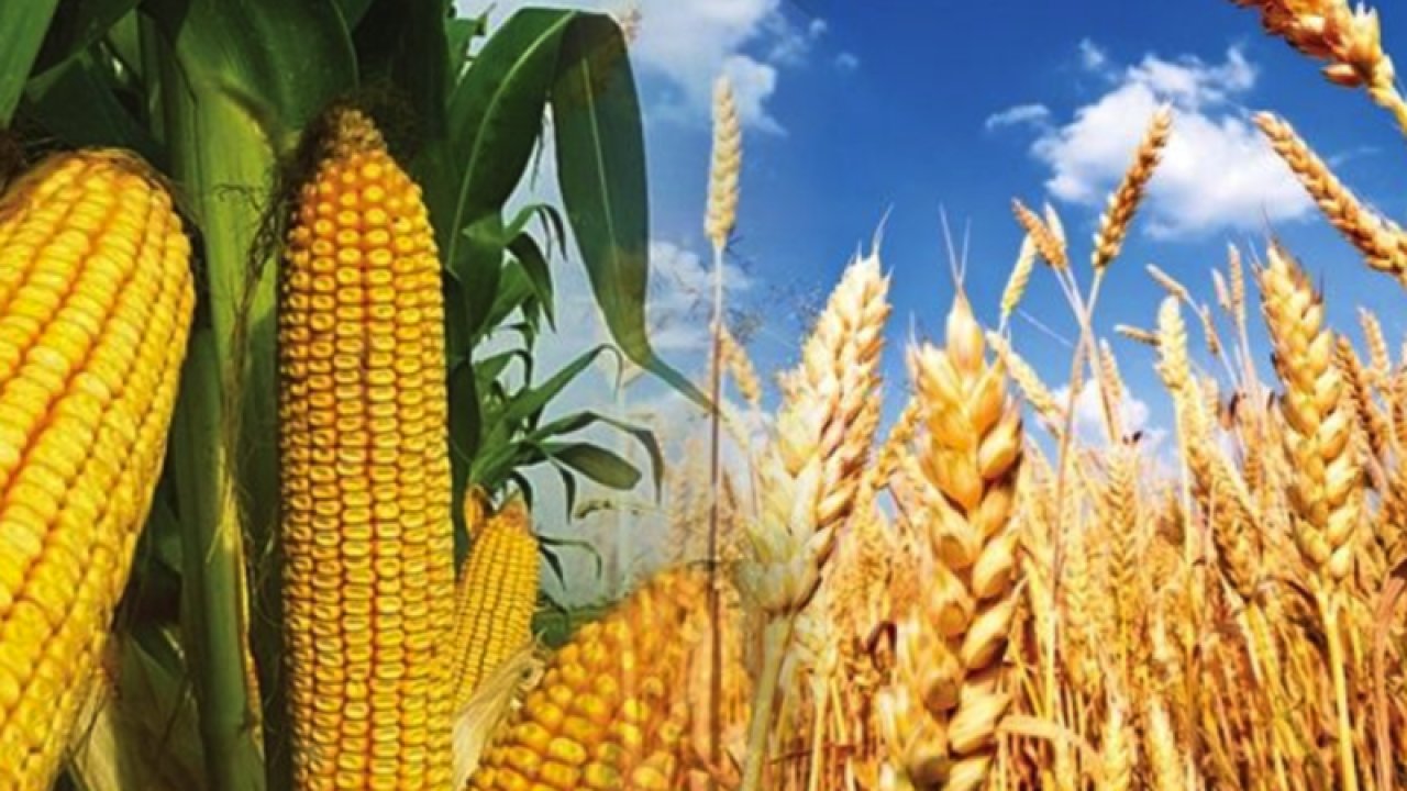 Gaziantep Ticaret Borsası 19 Ekim Perşembe 2023 Arpa, Mısır ve Ekmeklik Buğday Fiyatlarını Açıkladı. Gaziantep'te arpa, mısır ve Ekmeklik Buğday'ın fiyatı ne kadar?