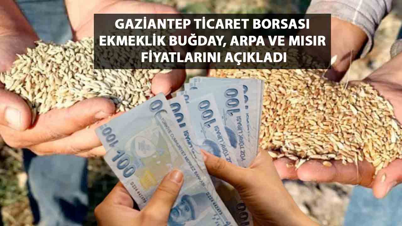 Gaziantep Ticaret Borsası Ekmeklik Buğday, Arpa ve Mısır Fiyatlarını açıkladı