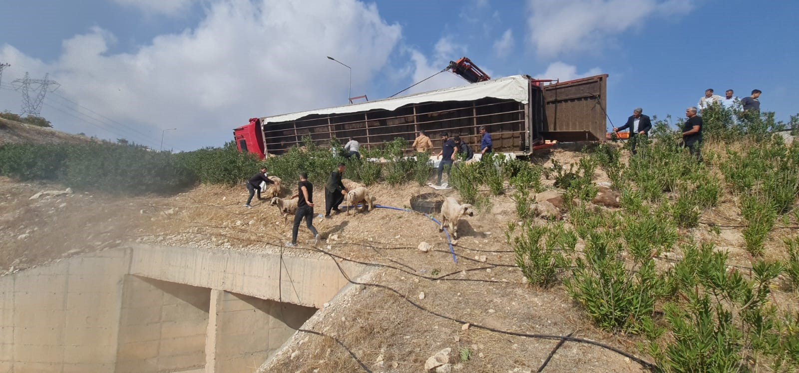 Gaziantep- Şanlıurfa karayolunda koyun yüklü tır devrildi: Sürücü yaralandı, 80 koyun telef oldu