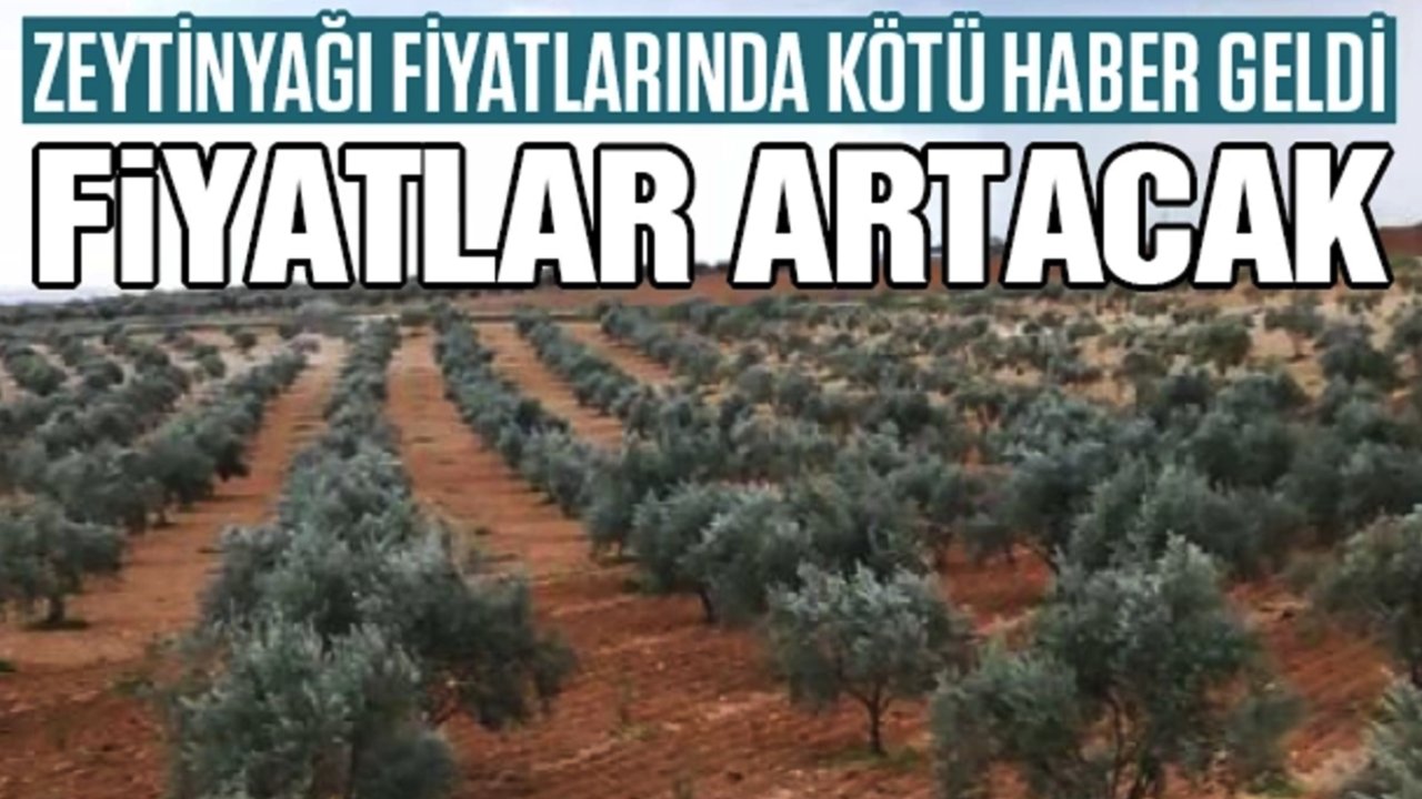 Gaziantep'te Zeytin Yağı Satışları Başladı AMA Zeytinyağı'nın Fiyatı Dudak Uçuklattı