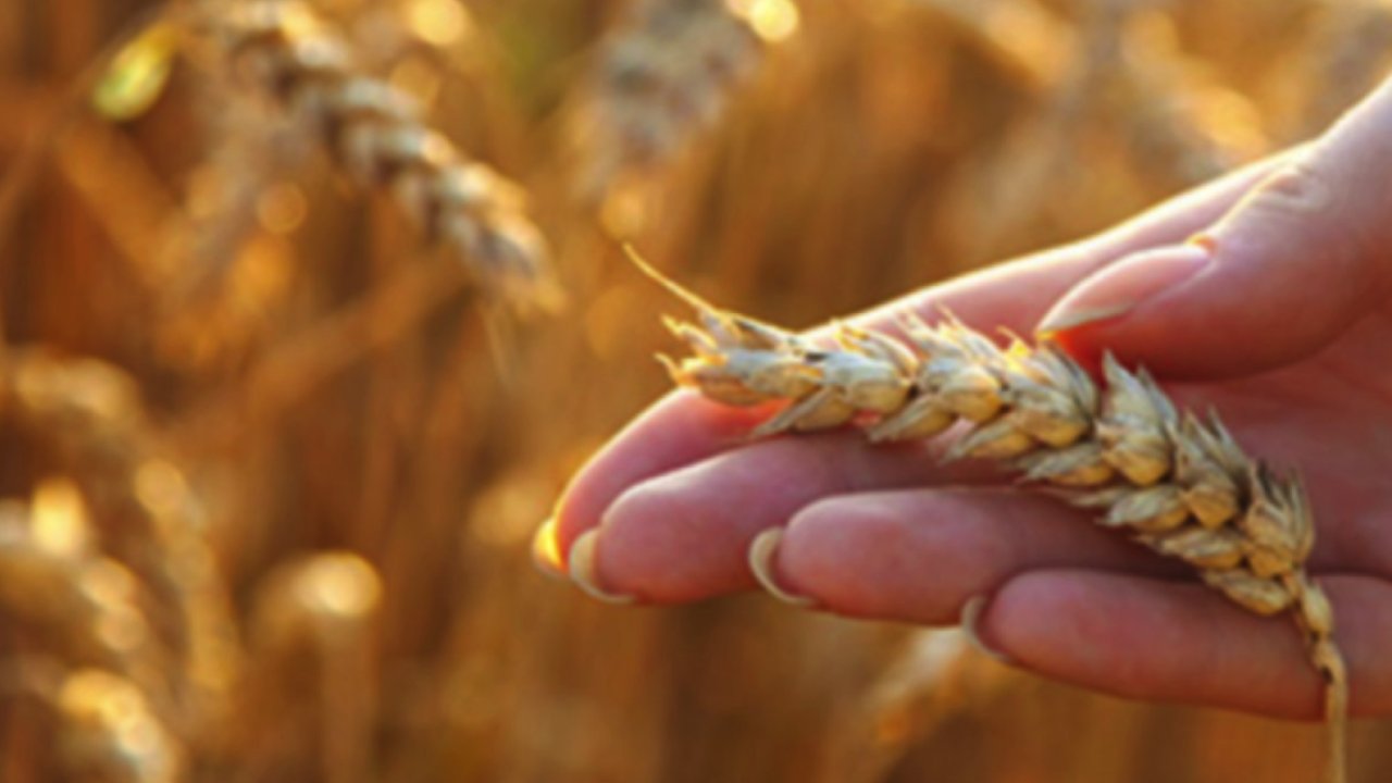 Gaziantep Ticaret Borsası Ekmeklik Buğday'ın Kilosunu açıkladı! 22 Kasım Çarşamba 2023 Arpa, Mısır ve Sert Buğday Fiyatları...