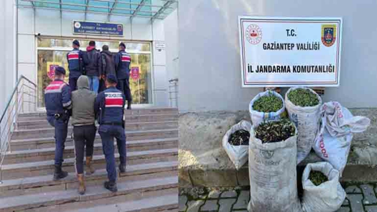 Jandarma Gaziantep'te zeytin çalan 3 şüpheliyi yakaladı