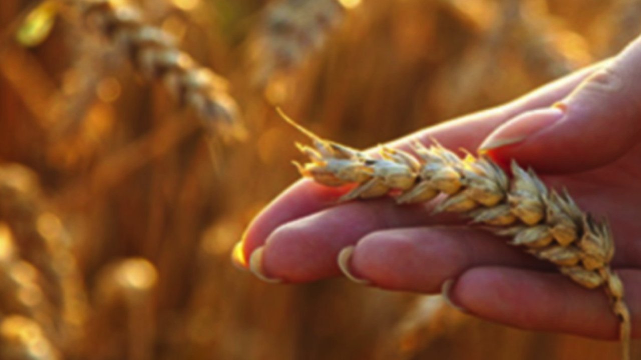 Gaziantep Ticaret Borsası Ekmeklik Buğday'ın Kilosunu açıkladı! 28 Kasım Salı 2023 Arpa, Mısır ve Sert Buğday Fiyatları...