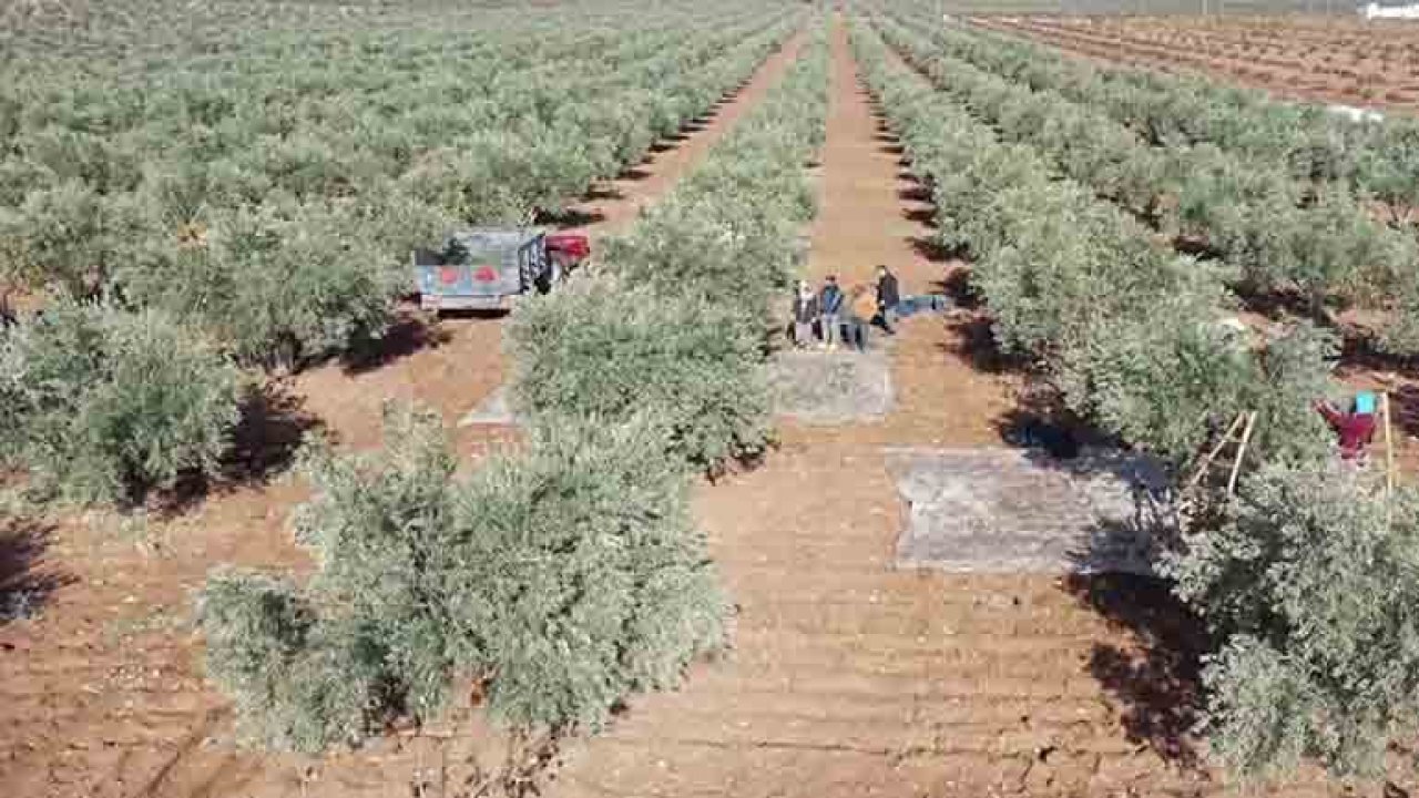 Antep fıstığı hasadını tamamlayan Gaziantepli çiftçiler zeytin mesaisinde! Bu yıl 60 bin tonun üzerinde rekolte bekleniyor