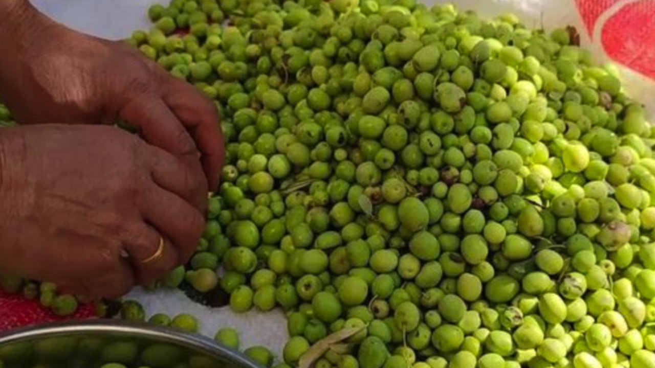 Yeşil Zeytin 1 Yıl Geçse Bile Bozulmuyor! Evde Yeşil Kırma Zeytin Nasıl Yapılır? İşte Püf Noktaları! Dikkat