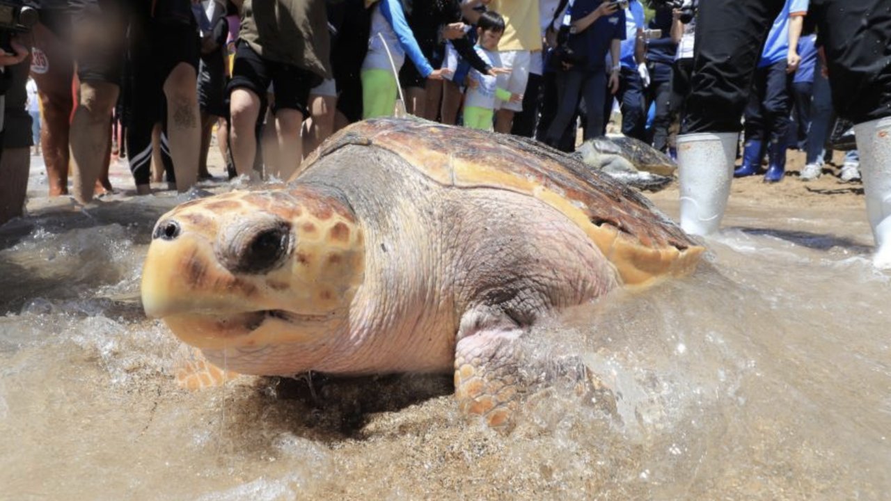 Deniz kaplumbağası yiyen 9 kişi hayatını kaybetti