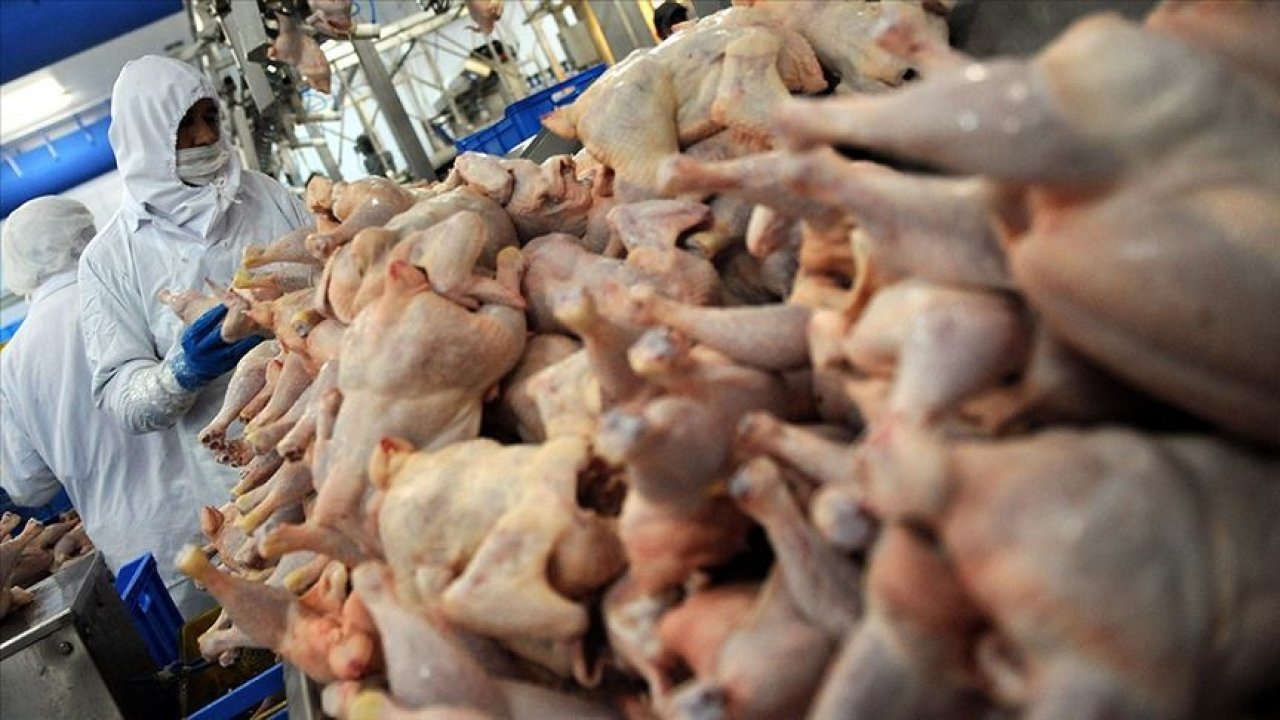 Tavuk eti üretimi aylık yüzde 1,4 arttı