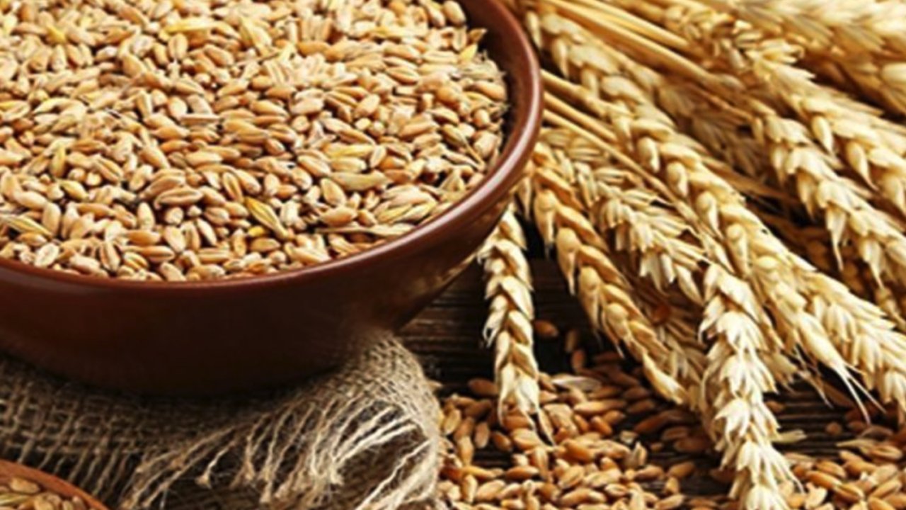 Gaziantep Ticaret Borsası Kırmızı kabuklu mercimek, Ekmeklik Buğday, Arpa ve Mısır fiyatları kaç TL oldu? 25 Mart 2024