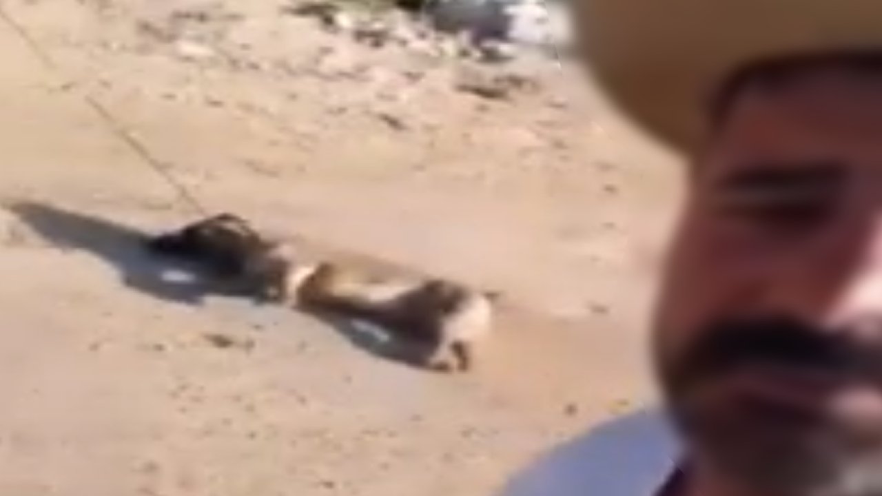 Gaziantep'te Yok Artık Dedirten Olay! Vicdansız! Köpeği sürükleyerek öldürdü! Gaziantep Valiliği'nden Açıklama Yapıldı