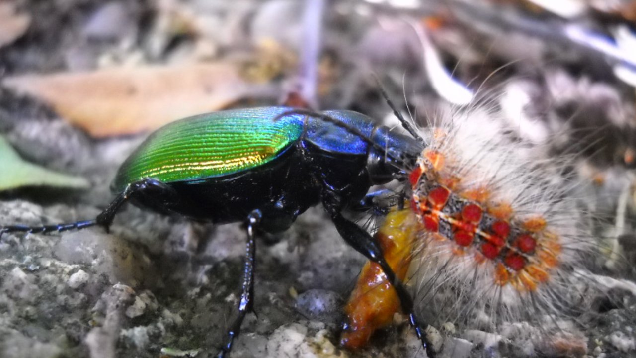Gaziantep'te "terminatör böcekler" doğaya salındı