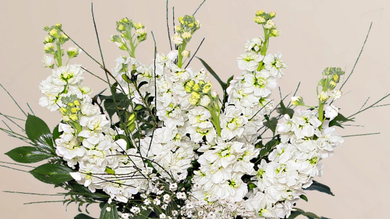 Gaziantep’teki Sevdiklerinize Çiçek Göndermek İçin 5 Sebep