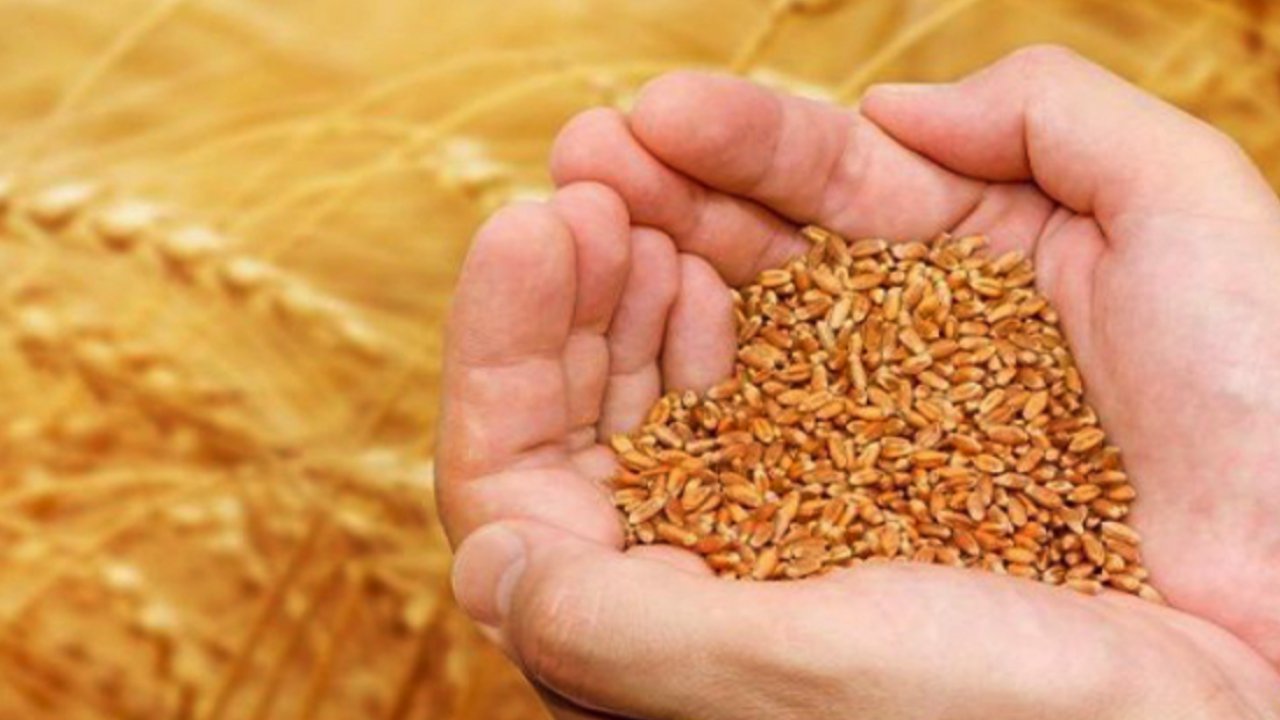 Gaziantep Ticaret Borsası 15 Mayıs 2024 Çarşamba Günü Salonda Fiyatları Açıkladı! Mercimek ve Ekmeklik Buğday Ne Kadar Oldu?