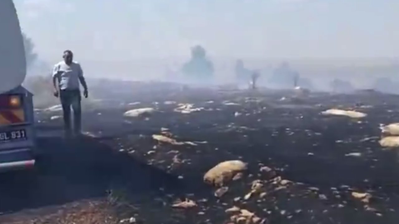 SON DAKİKA! Gaziantep'te Orman Yangını