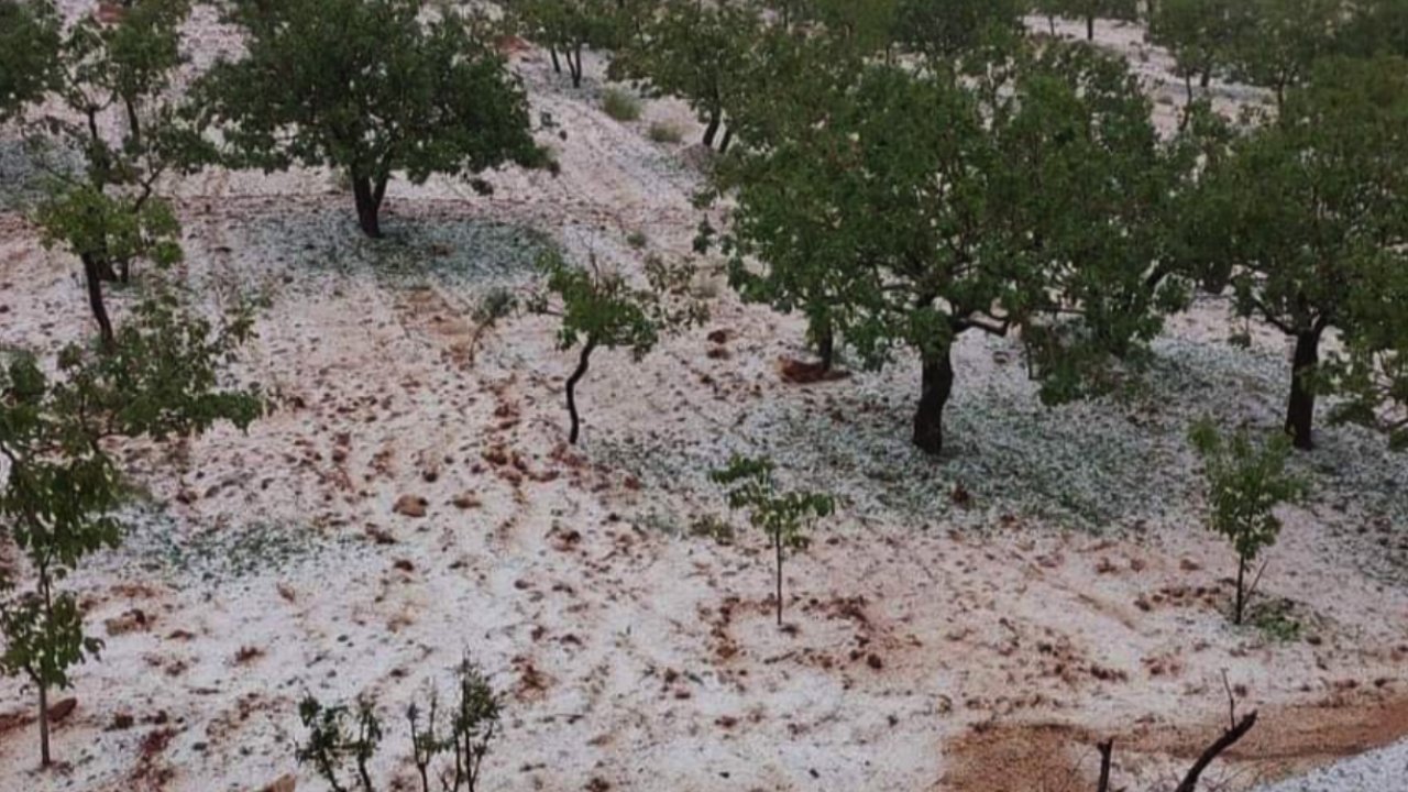 Kilis'te Antefıstığı'nı DOLU VURDU! Kilis Polateli İlçesinde Çiftçilere Dolu Zararı