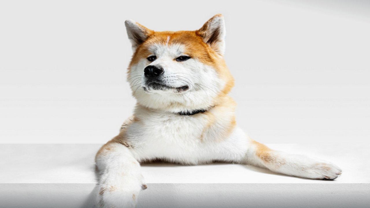 Sadakati ile Nam Salan Köpek Cinsleri