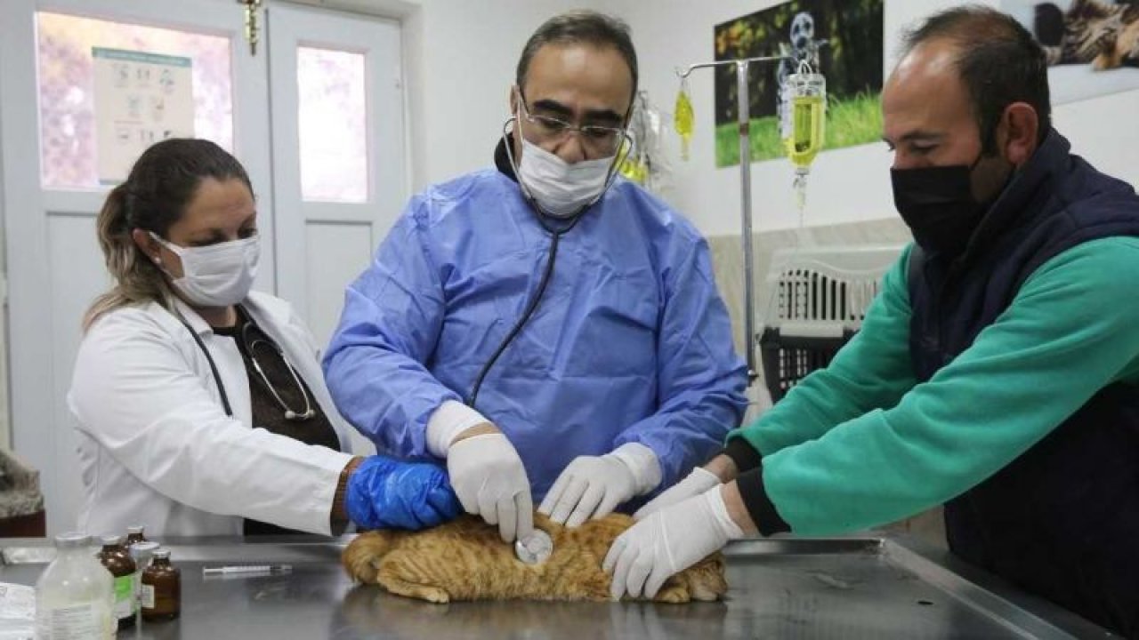 Yaralı kediye Büyükşehir Belediyesi sahip çıktı
