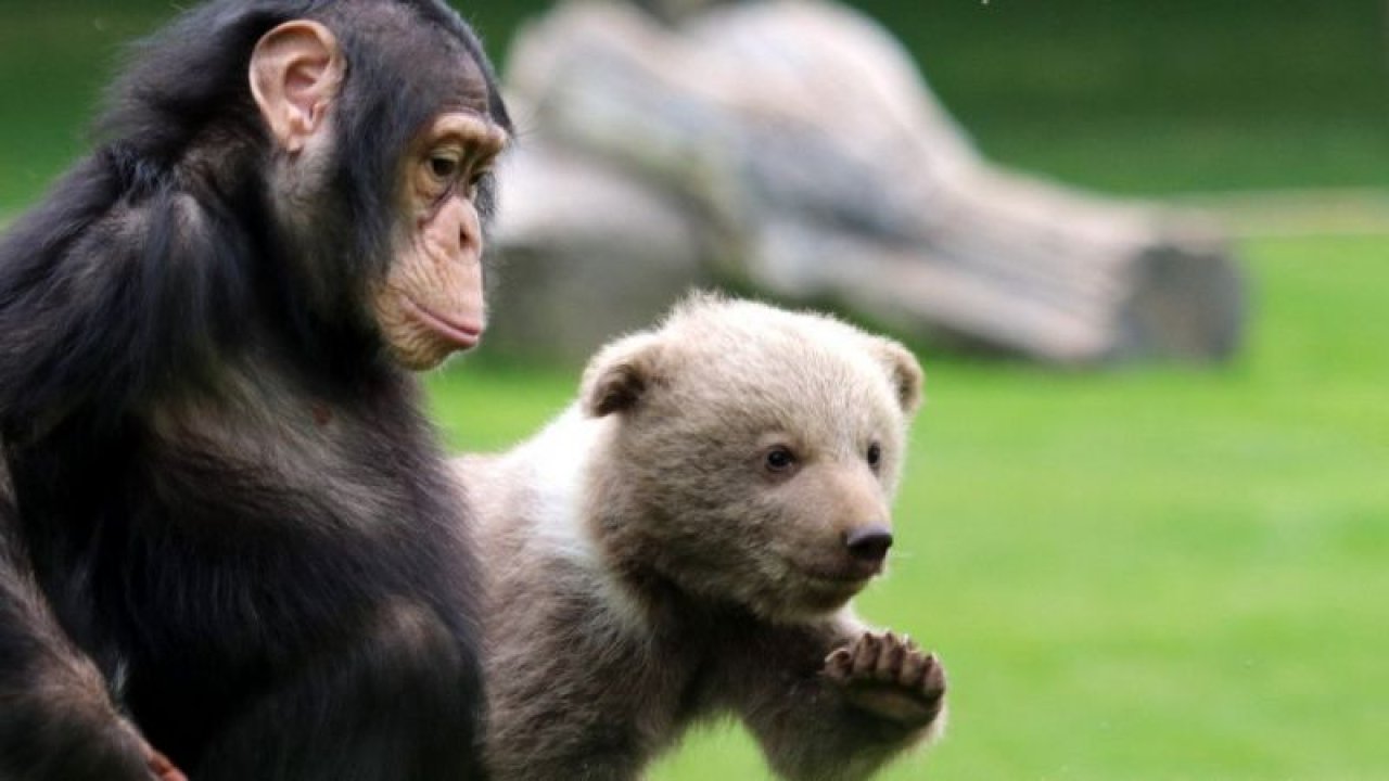 Şempanze "Can" ile yavru ayı "Boncuk"un dostluğu görenleri şaşırtıyor
