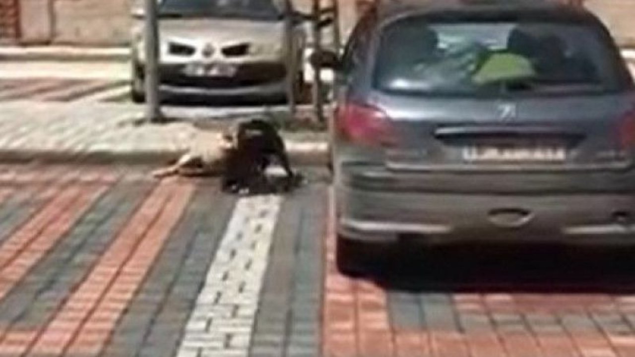 Vahşet...Video İzle...Pitbull sokak köpeğine böyle saldırdı