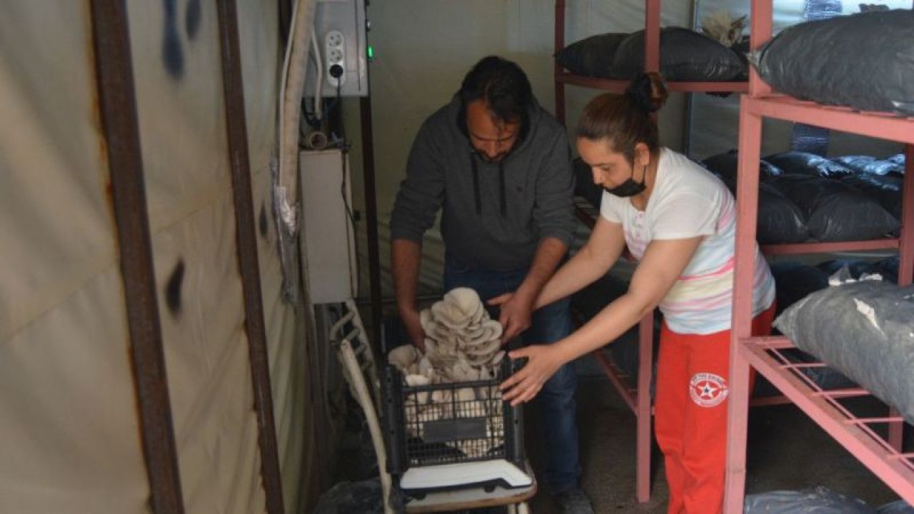 Gaziantepli çift, çocuklarının baba özlemine son vermek için istiridye mantarı üretimine başladı