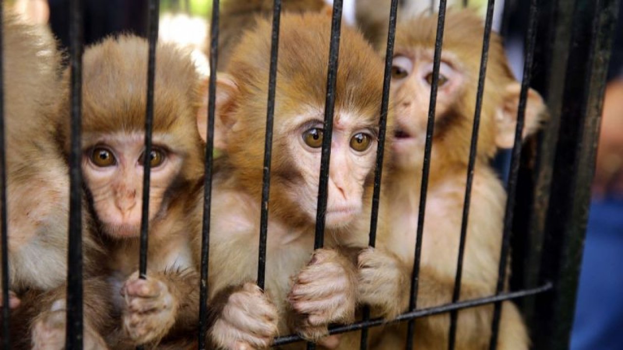 Yasa dışı yollardan yurda sokulmak istenirken el konulan hayvanlar, Gaziantep Hayvanat Bahçesine yerleştirildi
