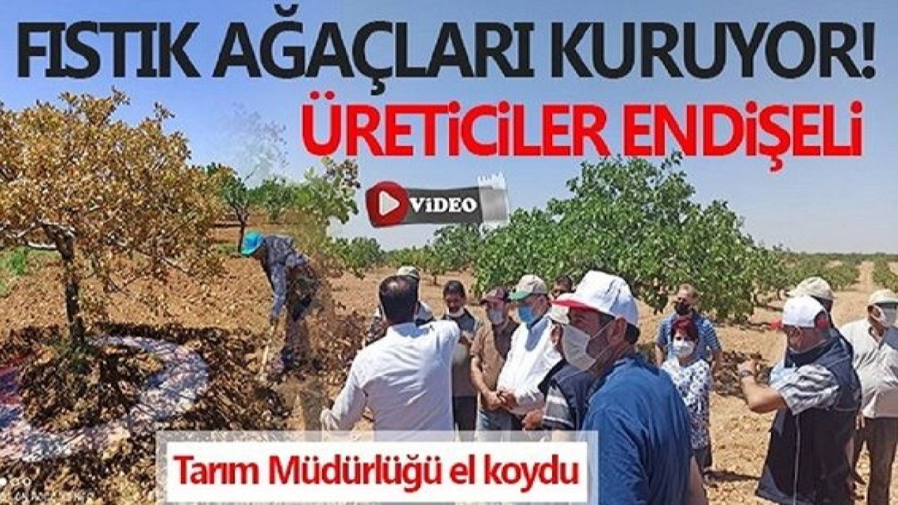 Son Dakika...Video Haber..Gaziantep'te Fıstık Ağaçları Neden Kuruyor?'Yeşil Altın' Korkutuyor!
