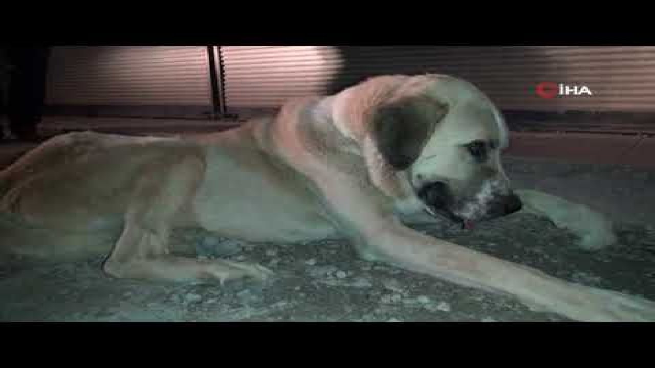 Video Haber...İslahiye’de köpeğe işkence iddiası
