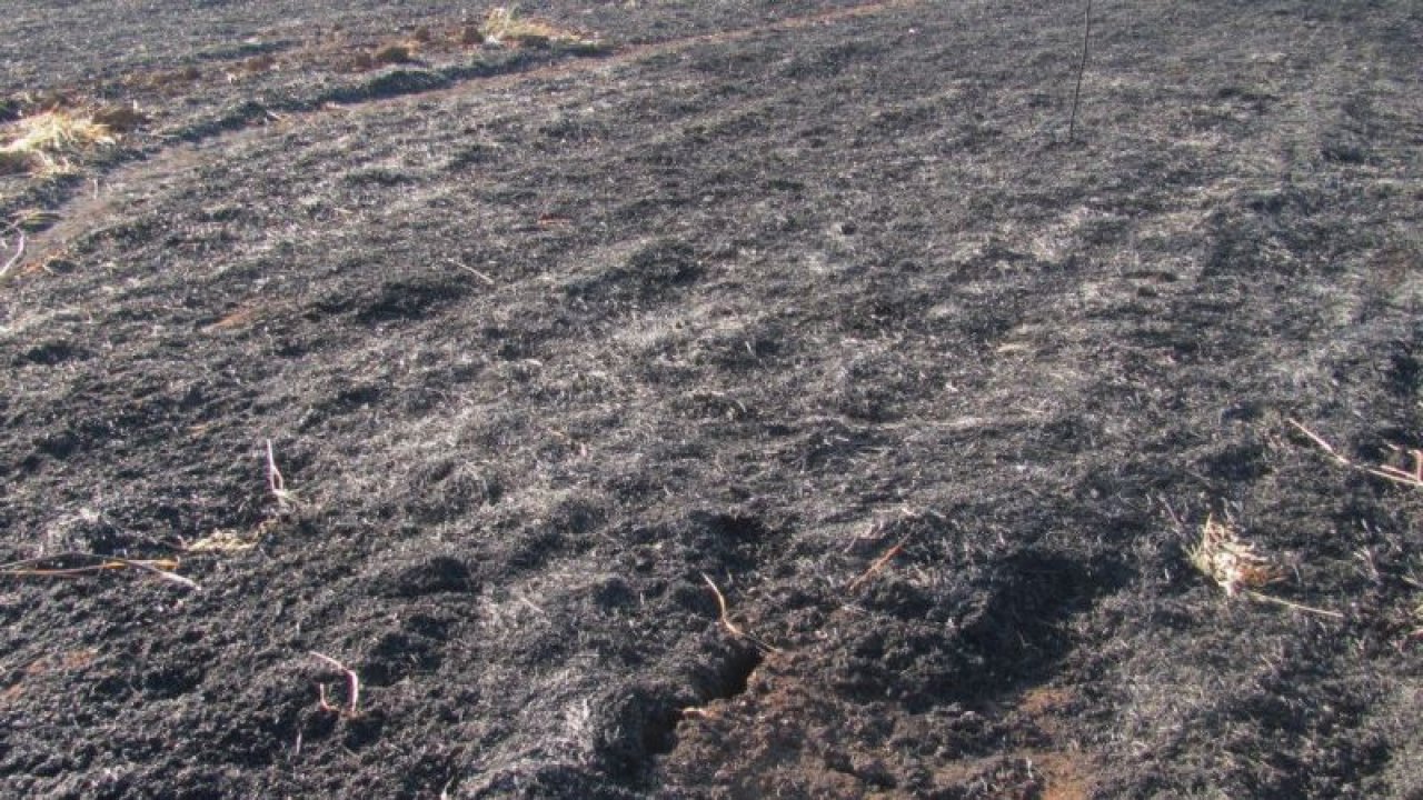 Gaziantep'te buğday ekili tarlada yangın çıktı