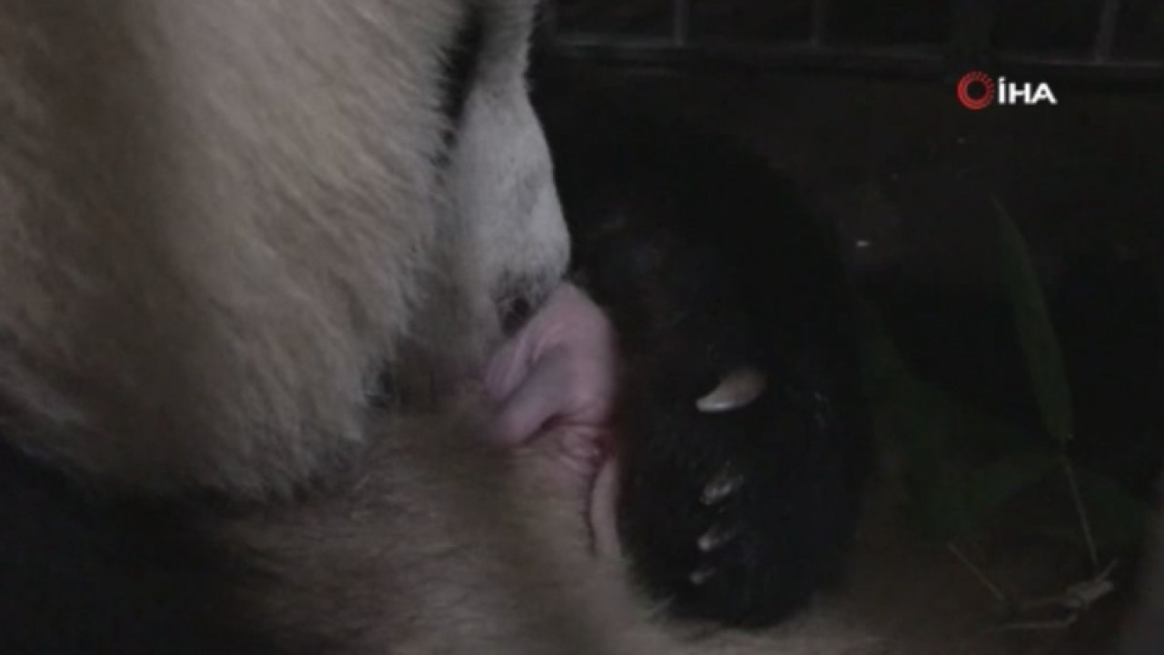 Çin’de panda ikiz doğurdu