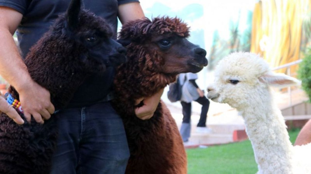 Gaziantep Hayvanat Bahçesi'ne yeni üyeler geldi