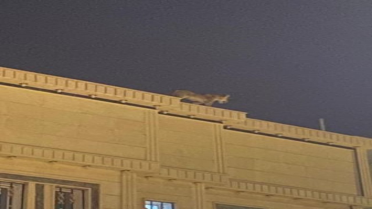 Suudi Arabistan’da evin çatısında dolaşan aslan paniğe neden oldu