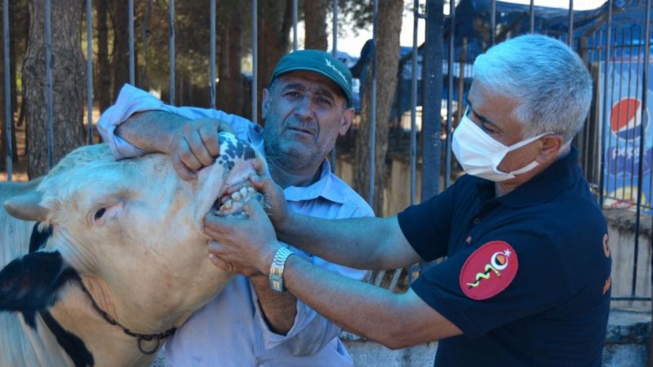 Foto Haber:Gaziantep'teki hayvan pazarlarında hareketlilik