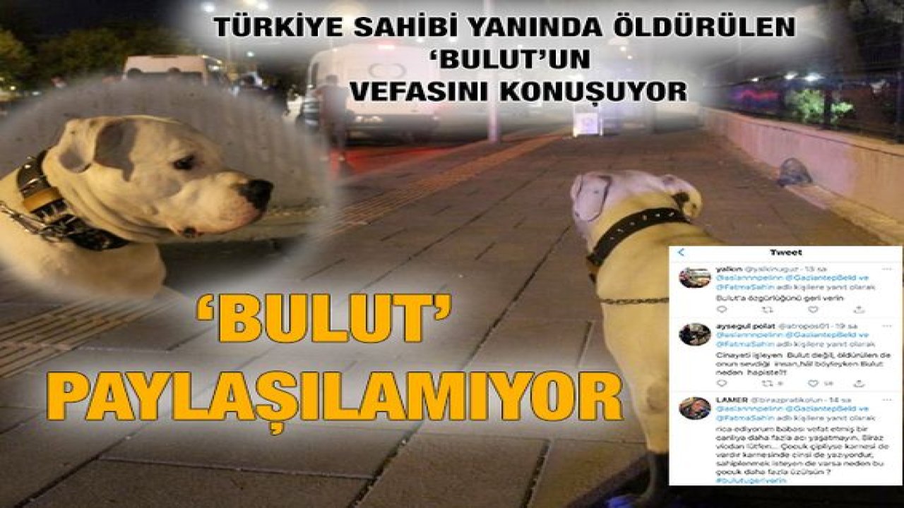 Son Dakika: Video haber...Gaziantep'te Cinayete Kurban giden Durmaz’ın vefalı köpeği ‘BULUT’ Paylaşılamıyor...