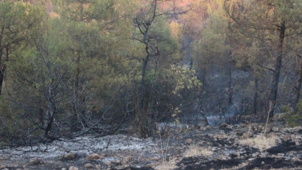 Video Haber...Kilis’teki orman yangını 5 buçuk saatte güçlükle kontrol altına alındı