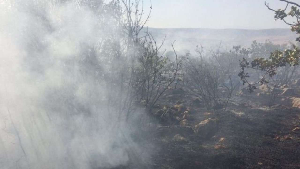 Son Dakika: Video Haber...Gaziantep’te orman yangını