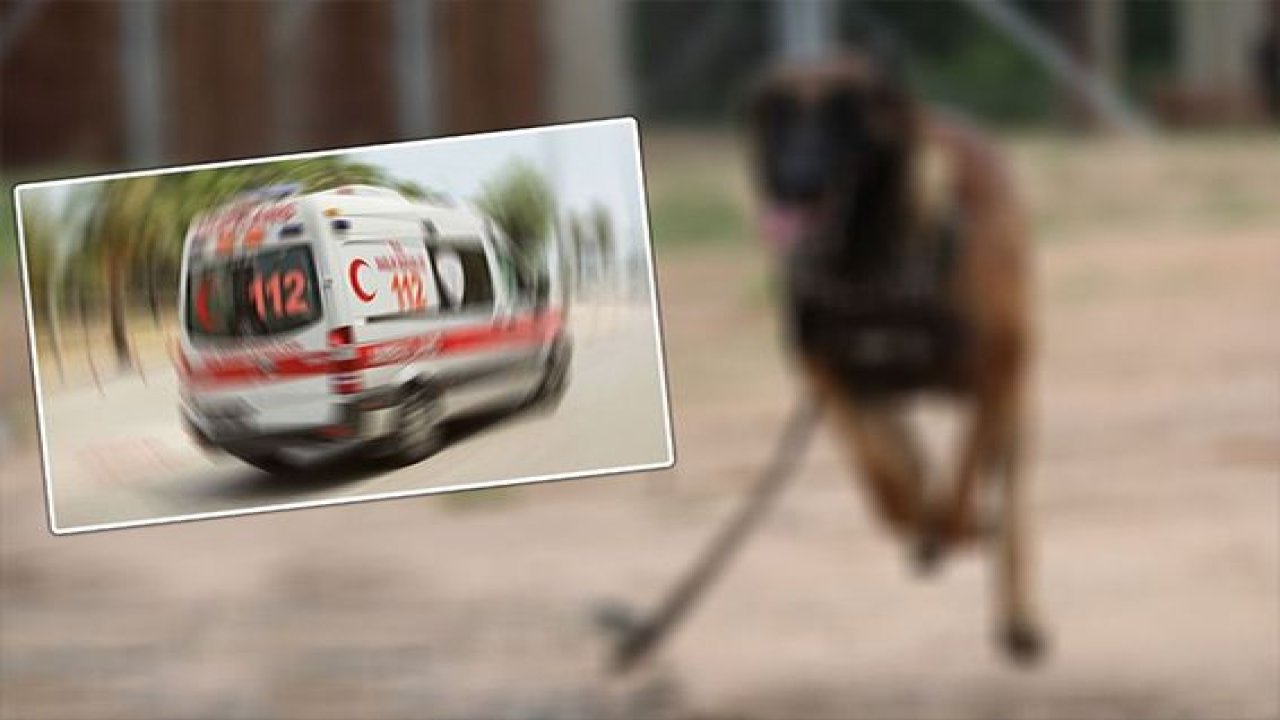 Gaziantep'te kazazede köpek, kendisine yardım etmek isteyen çocuğu yaraladı
