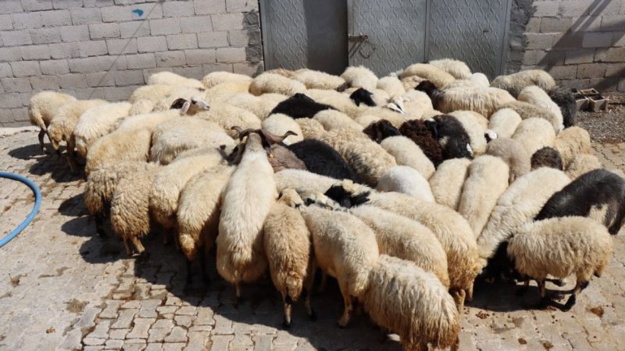 Kilis'te 30 koyun çaldığı iddia edilen şüpheli gözaltına alındı