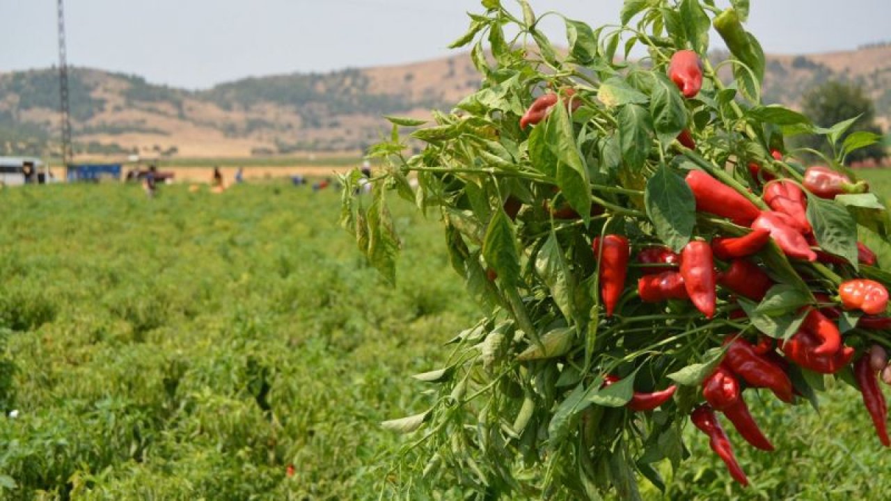 Gaziantep'te kırmızı biber hasadı başladı