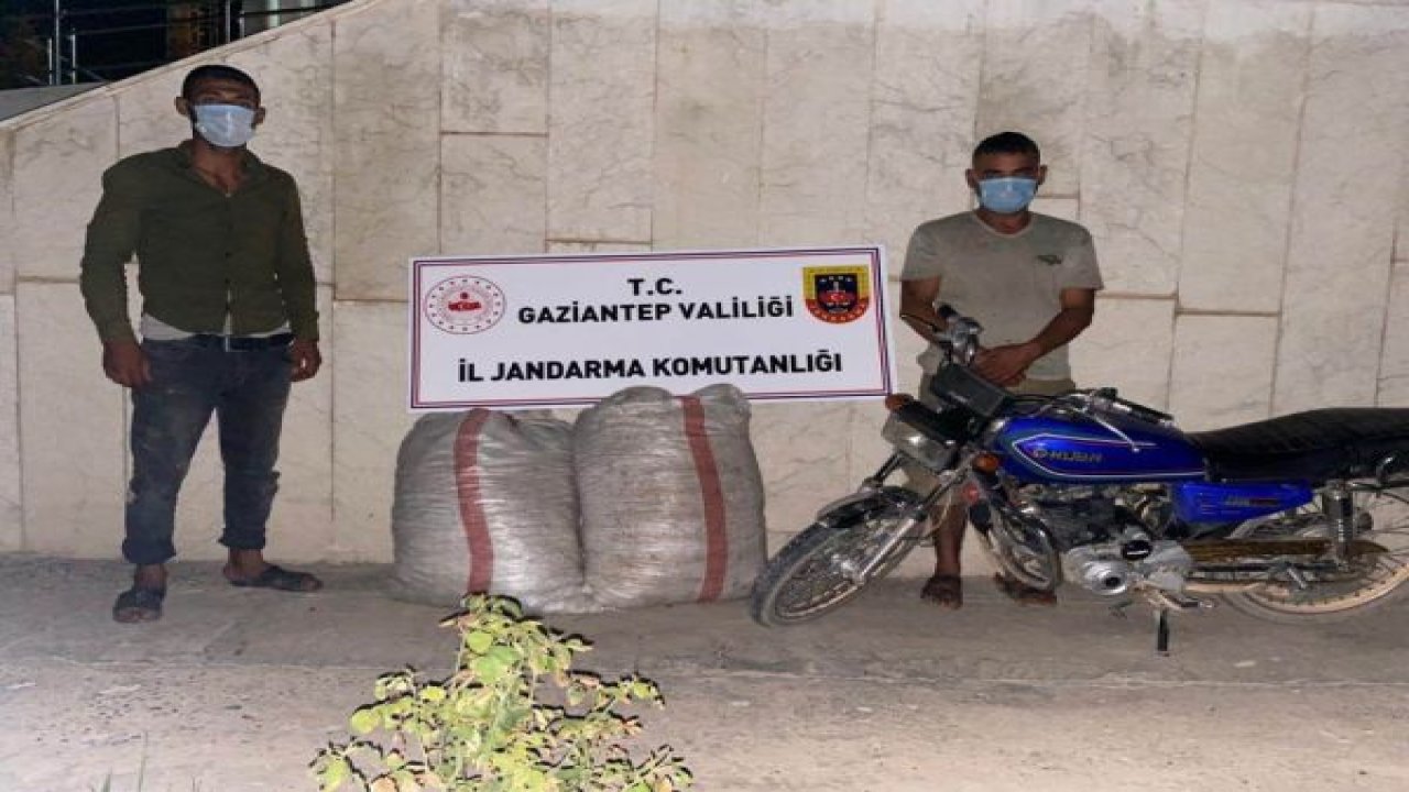Son Dakika...Gaziantep'te fıstık hırsızları jandarmaya yakalandı