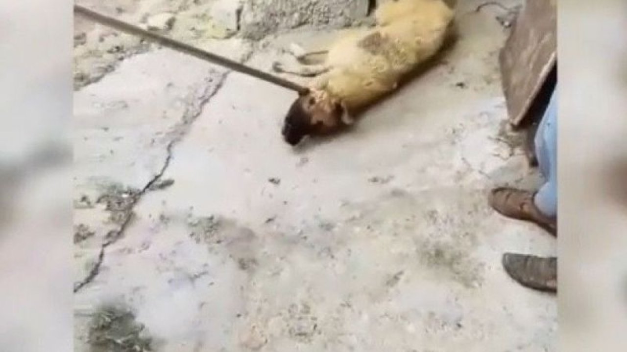 Video Haber: Yok Böyle Eziyet! Köpeğe Yapılan Eziyet.  Vijdansızlar Dedirtti!