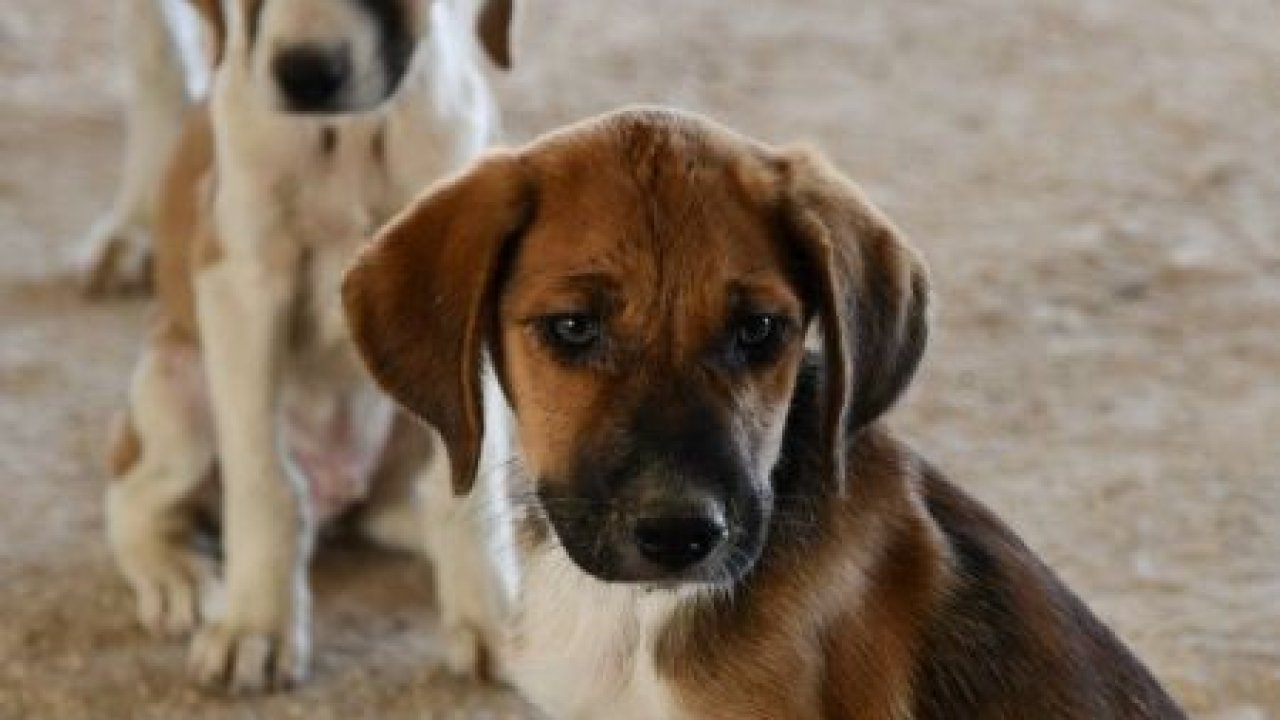 Selden kurtarılan 12 yavru köpek Gaziantep'e getirildi