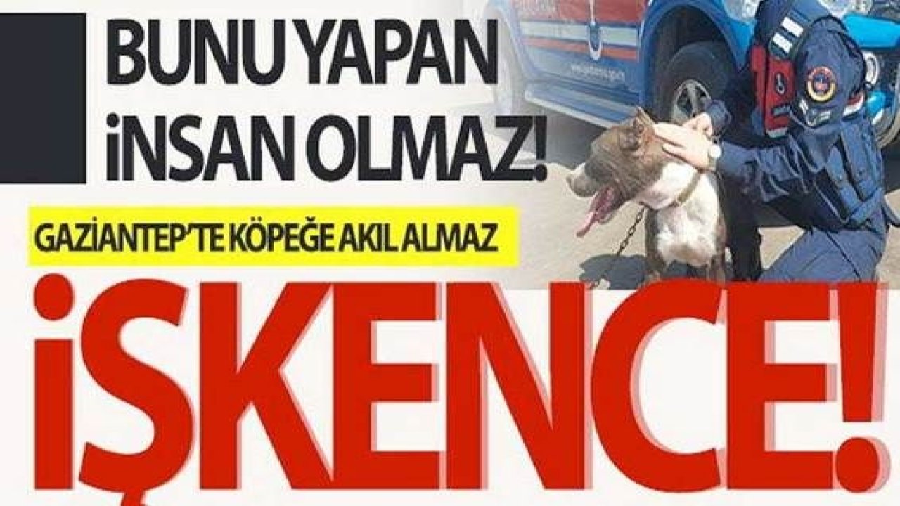 Son Dakika...Gaziantep'te zincirle otomobilin arkasına bağlanan köpeği jandarma kurtardı