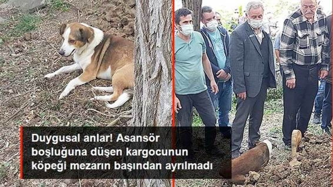 Video Haber: Son yolculuğuna uğurlanan kargo görevlisinin köpeği, sahibinin mezarının başından ayrılmadı