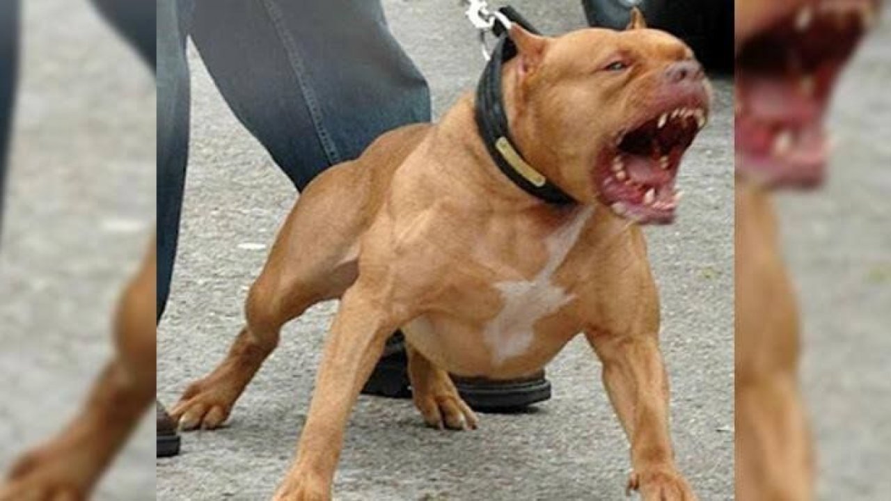 Gaziantep’te pitbull vahşeti bitmiyor! Dördüncü pitbull saldırısı! Durdurulamıyor…