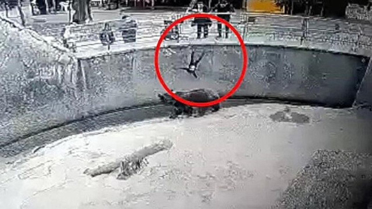 Video Haber: Vahşet! Üç yaşındaki kızını ayının önüne attı