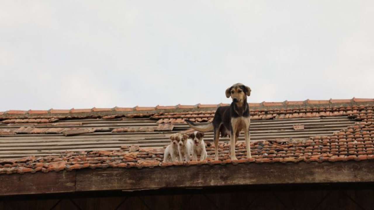 Gaziantep'te çatıda mahsur kalan köpek ve 12 yavrusu kurtarıldı