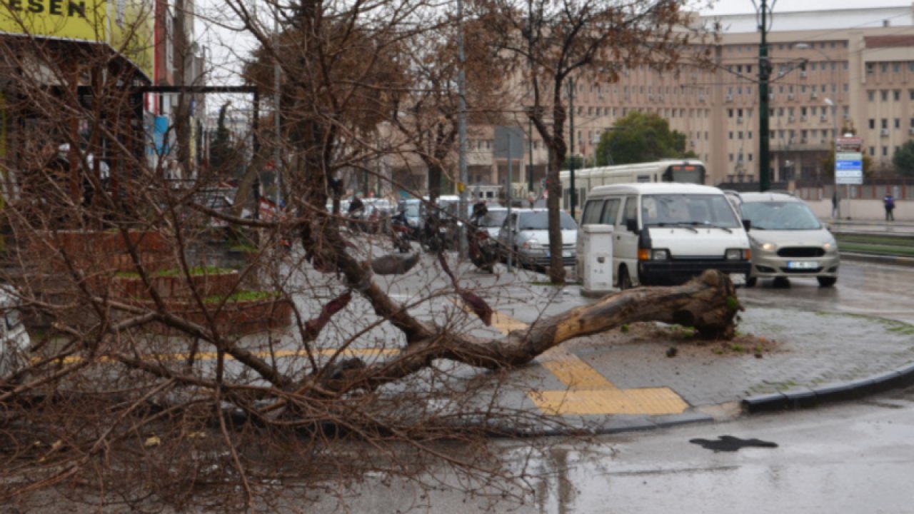 Gaziantep'te Fırtına Ağaçları Devirdi! 1 Kadın Devrilen Ağacın Altında Kalmaktan Son Anda Kurtuldu!