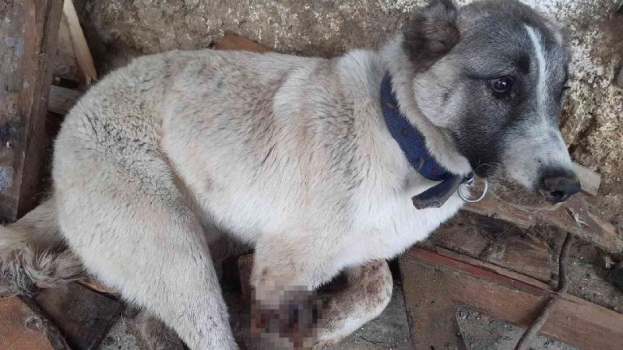 Video Haber: Böyle İnsanlık Olmaz Olsun Dedirten Haber! Tüfekle vurulan köpeğin ayağı parçalandı